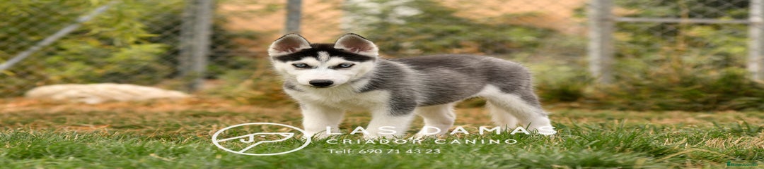 Husky Siberiano hembra