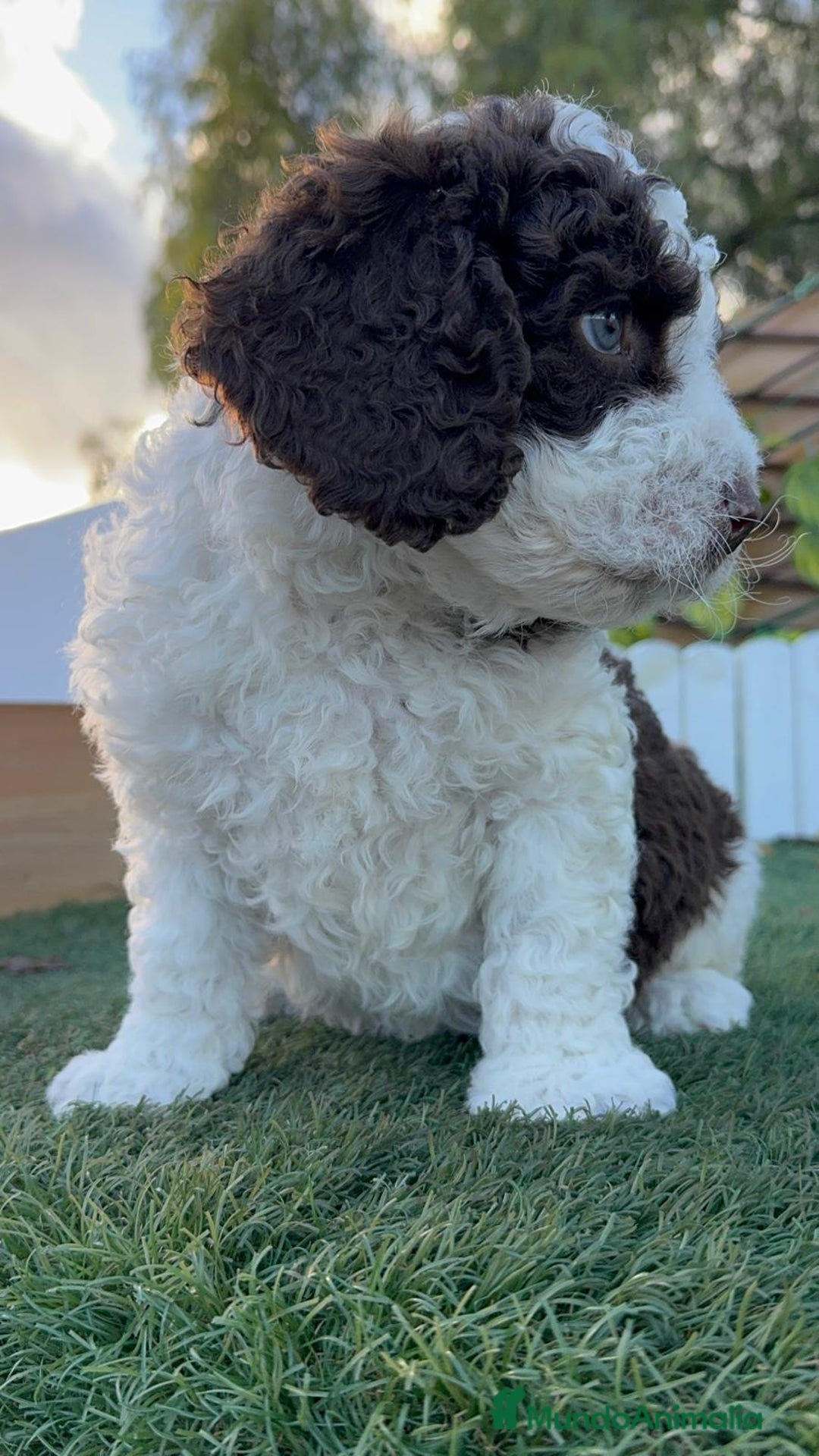 Perro de Agua Español perros en venta: PERRO DE AGUA ESPAÑOL - Anuncio 11