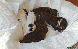 Perro de Agua Español perros en venta: Cachorritas de perro de aguas 🇪🇸 - Imagen 2