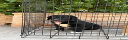 Pastor de Asia Central perros en venta: Macho y hembra alabai - Anuncio 6