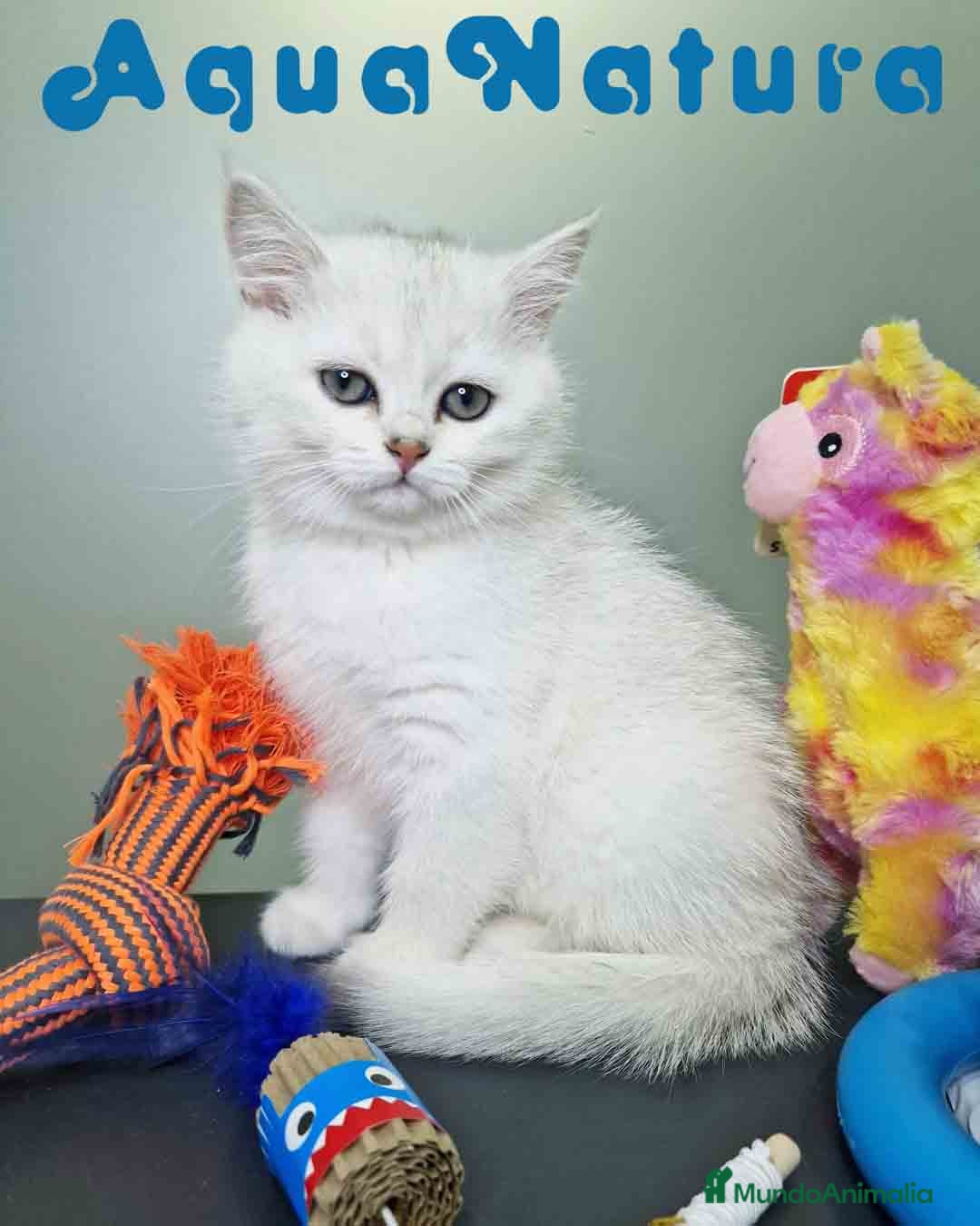 Británico de Pelo Corto gatos en venta: British Macho 7791 AQUANATURA - Anuncio 3