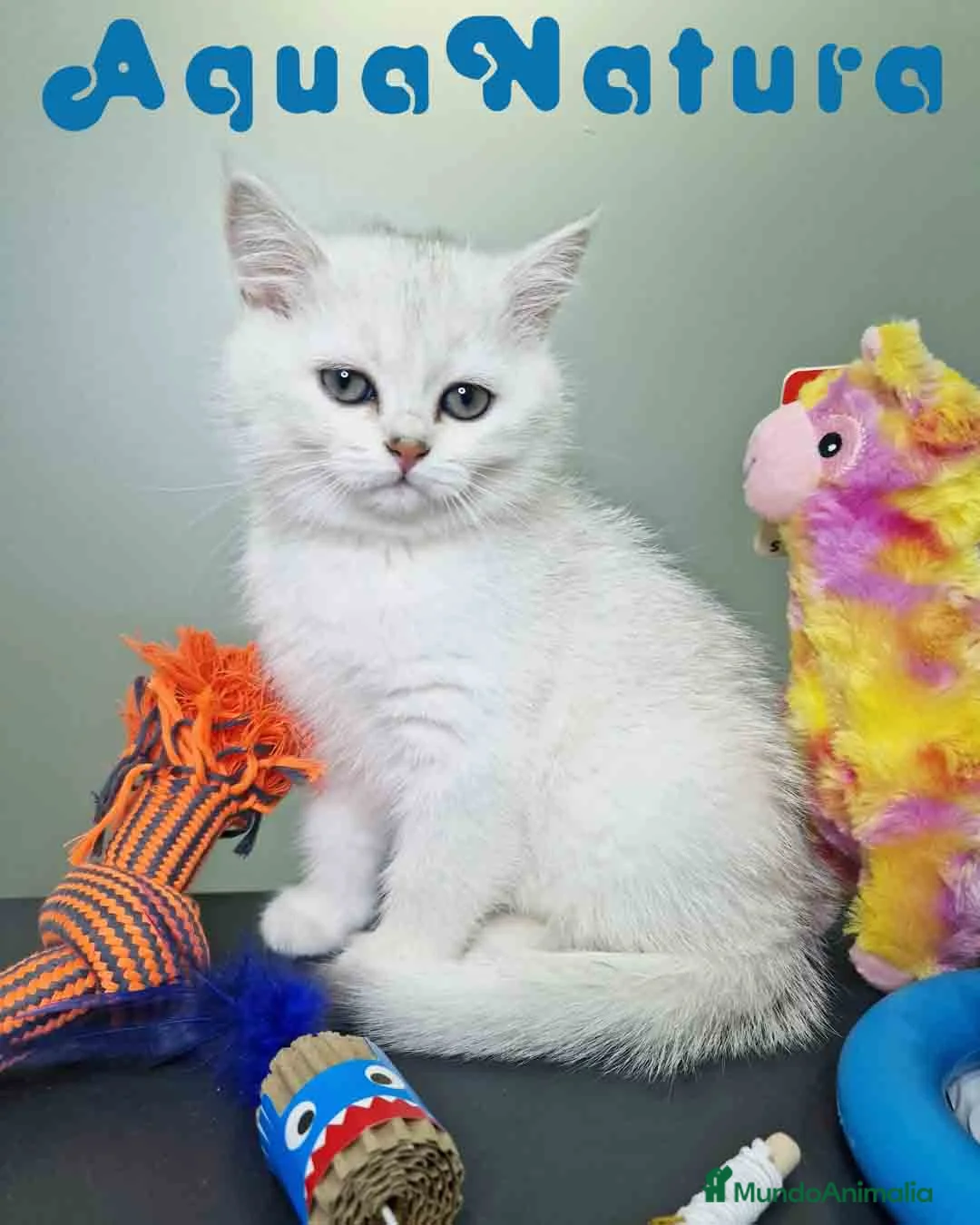 Británico de Pelo Corto gatos en venta: British Macho 7791 AQUANATURA - Anuncio 3