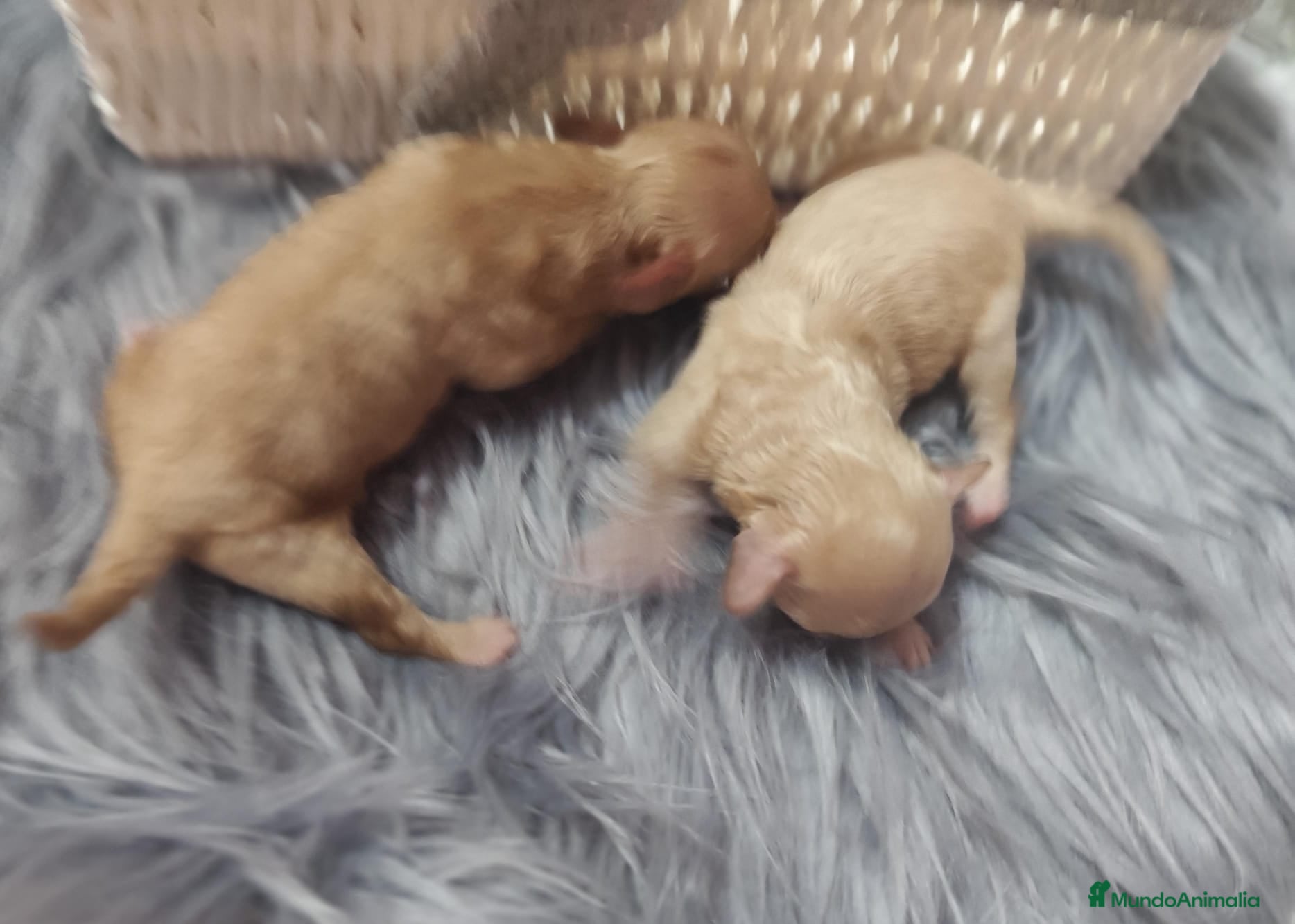 Maltipoo perros Maltipoo  - Anuncio 1