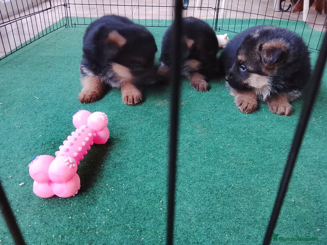 Pastor Alemán perros en venta: Cachorros de pastor alemán  - Anuncio 3