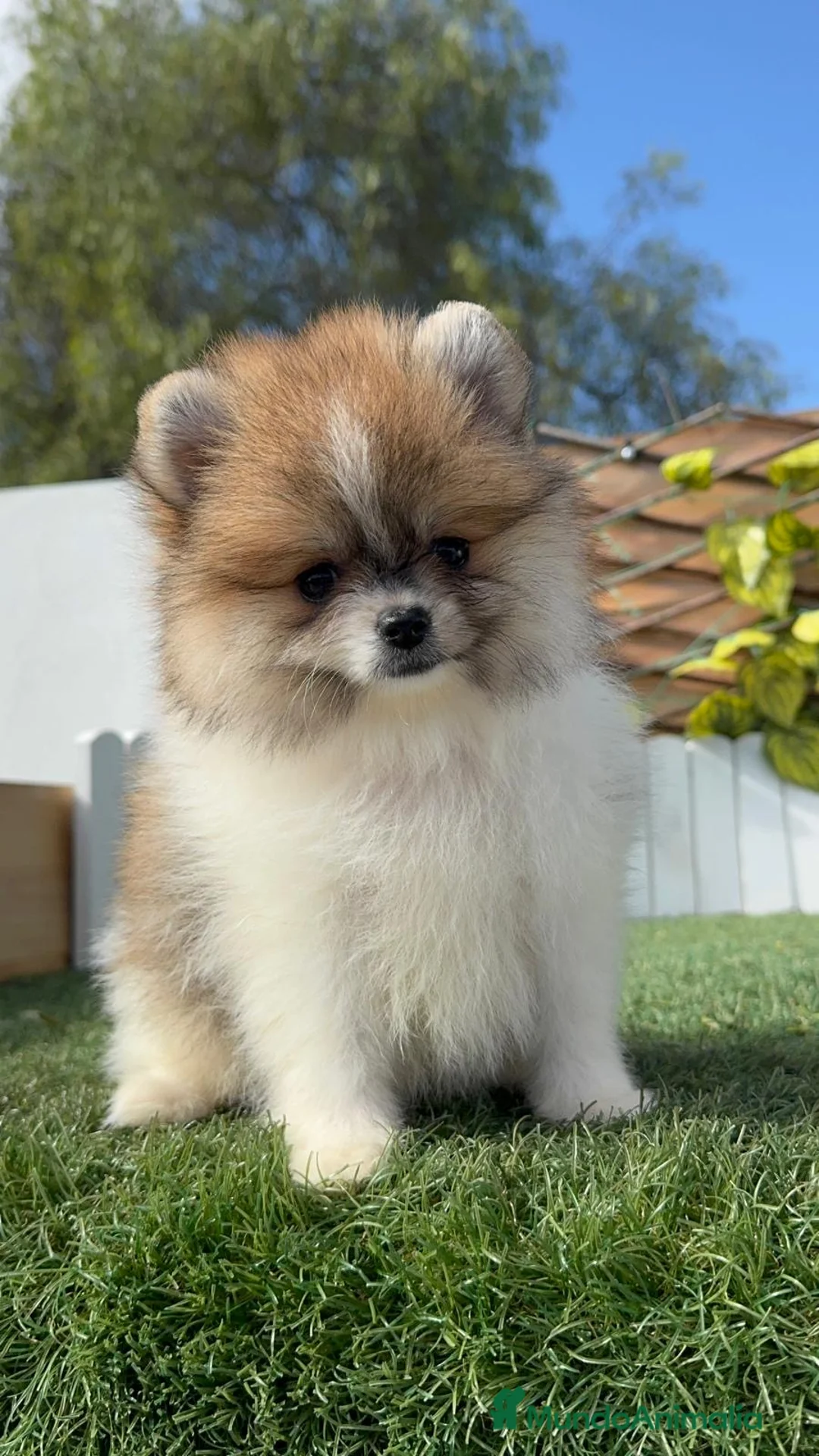 Pomerania perros en venta: POMERANIA HEMBRA - Anuncio 4