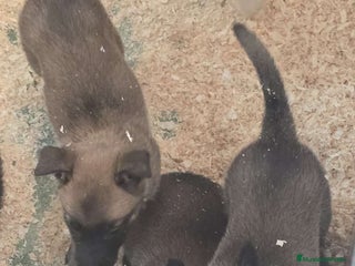 Pastor Belga Malinois perros - Anuncio 1