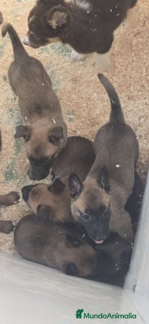 Pastor Belga Malinois perros - Anuncio 1