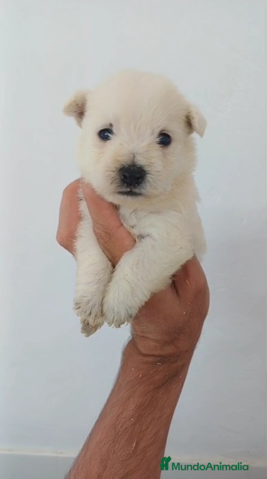 West Highland White Terrier perros en venta: Westy  - Imagen 1