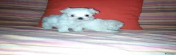 Bichón Maltés perros en venta: Bichón maltés toy en Badajoz - Anuncio 4
