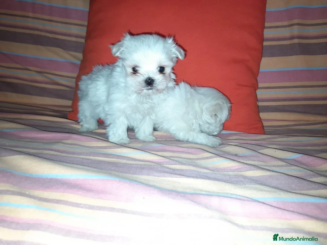 Bichón Maltés perros en venta: Bichón maltés toy en Badajoz - Anuncio 4