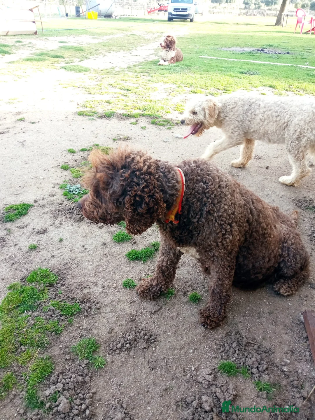 Perro de Agua Español perros en venta: Cachorros de perro de agua - Anuncio 7