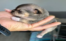 Chihuahua perros en venta: Chihuahuas mis nuevos pequeños - Imagen 11