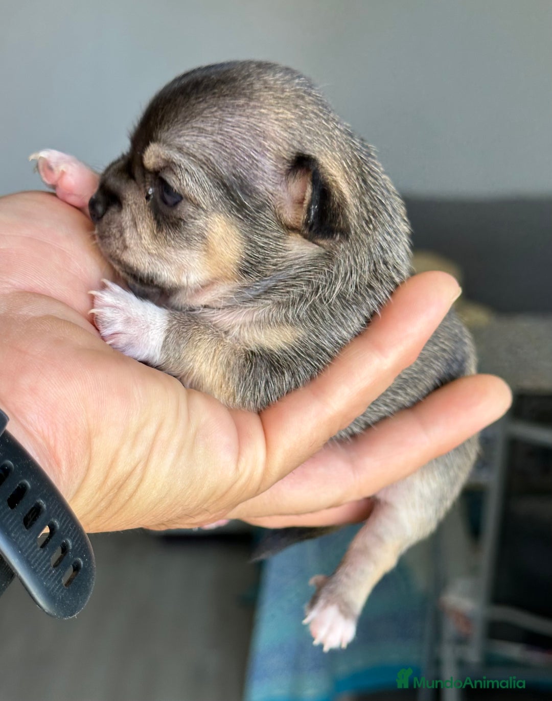 Chihuahua perros en venta: Chihuahuas mis nuevos pequeños - Imagen 11