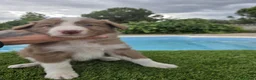 Border Collie perros en venta: Bordee collie  - Anuncio 2