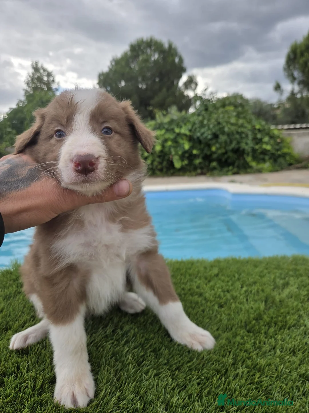 Border Collie perros en venta: Bordee collie  - Anuncio 2