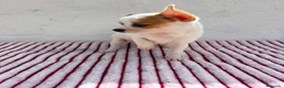 Chihuahua perros en venta: Hembra Chihuahua toy  - Anuncio 1