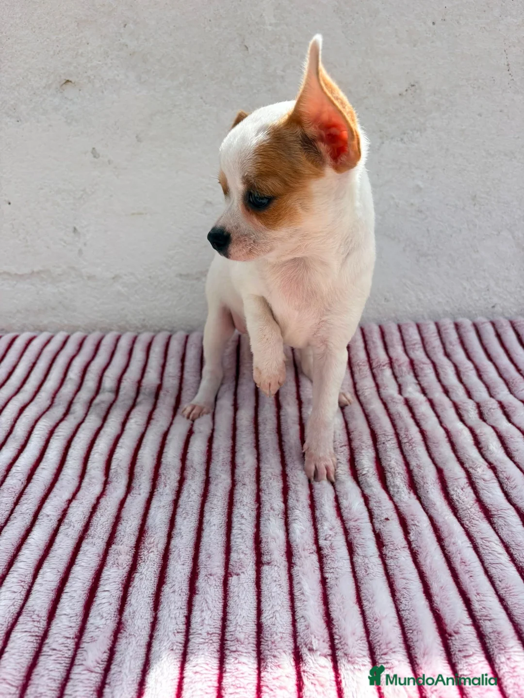 Chihuahua perros en venta: Hembra Chihuahua toy  - Anuncio 1