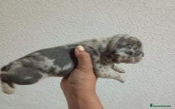 Bulldog Francés perros en venta: Bulldog frances "fotos reales" - Imagen 2