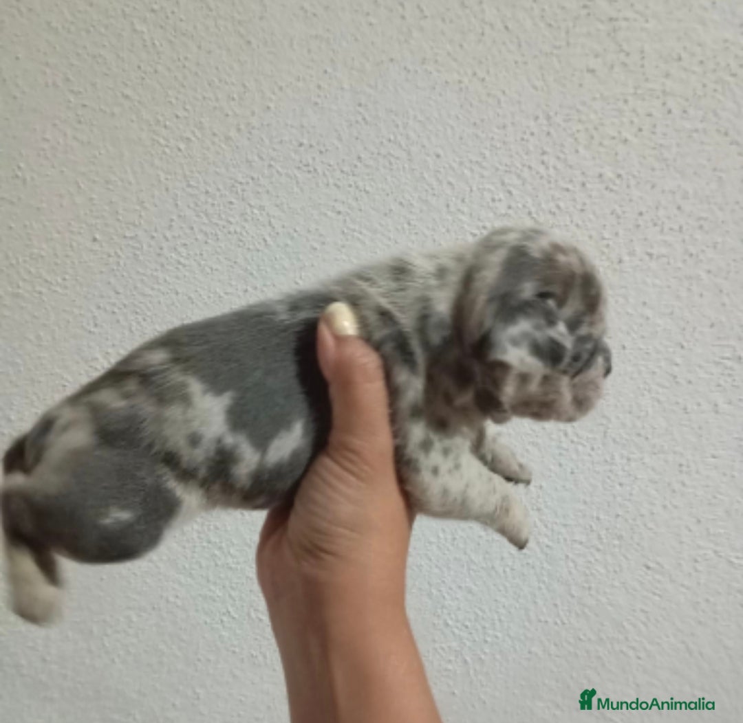 Bulldog Francés perros en venta: Bulldog frances "fotos reales" - Imagen 2