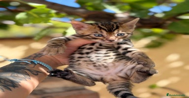 Bengalí gatos - Anuncio 6