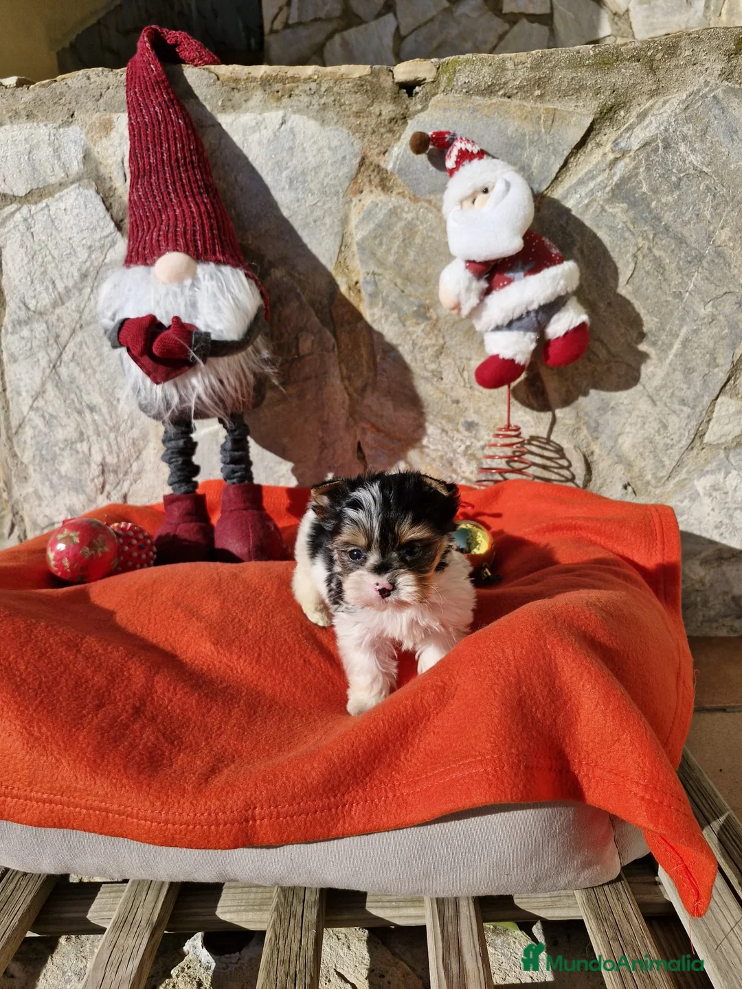 Biewer Yorkshire Terrier a la Pom Pon perros en venta: Biewers en Barcelona - Anuncio 9