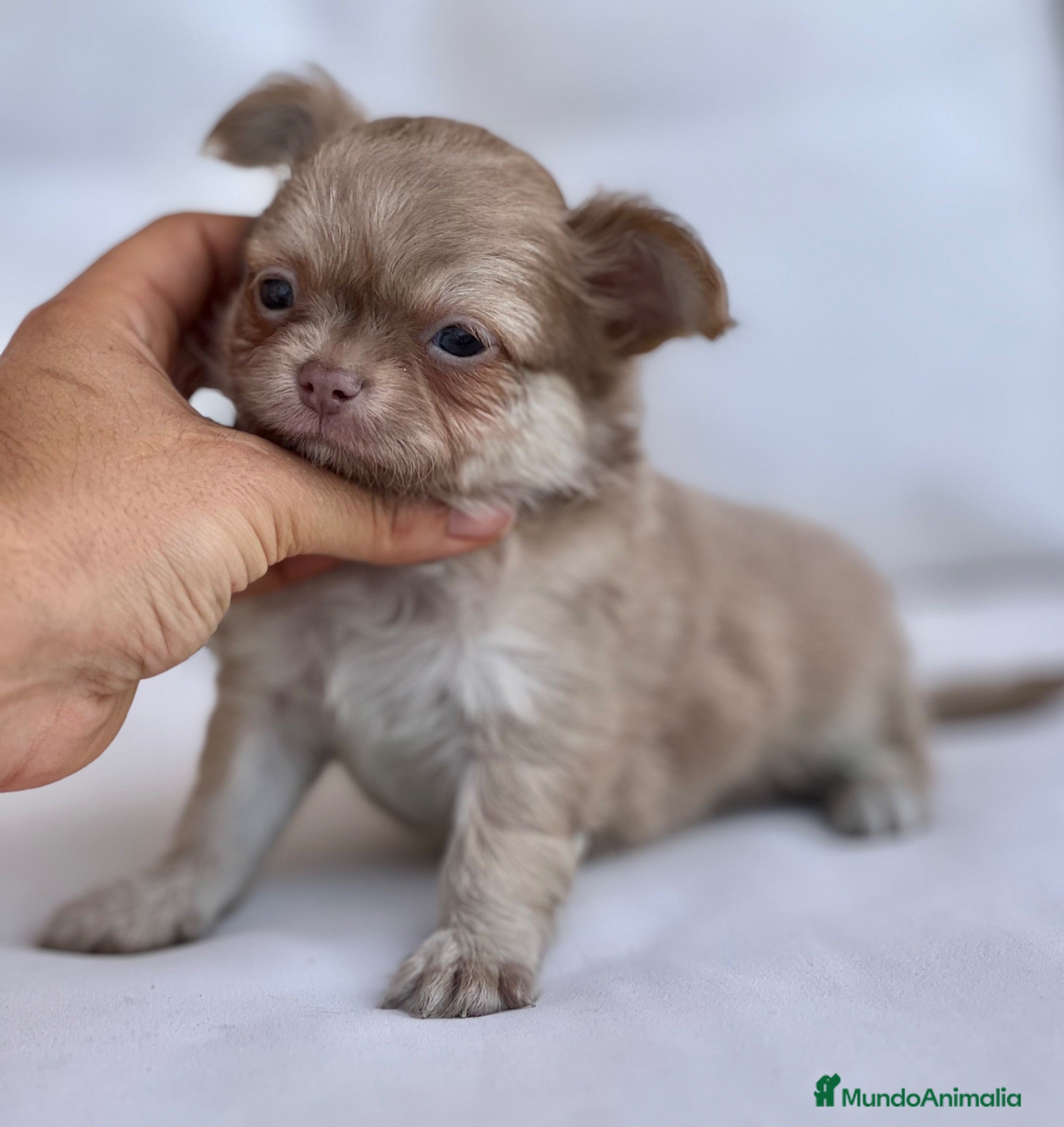 Chihuahua perros CHIHUAHUAS THELUXEPUPPYS - Anuncio 40