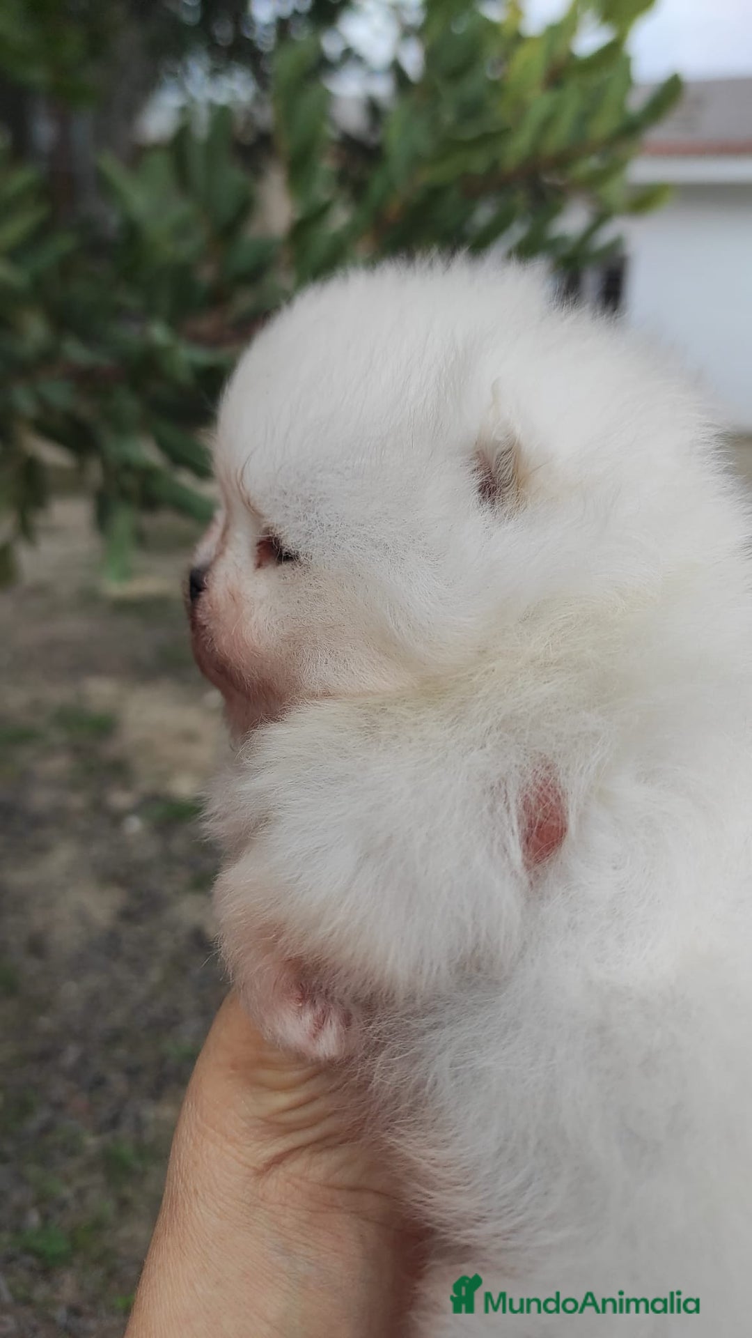 Pomerania perros en venta: Pomerania super chato - Anuncio 1
