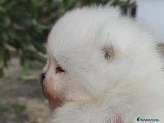 Pomerania perros Pomerania super chato - Anuncio 17