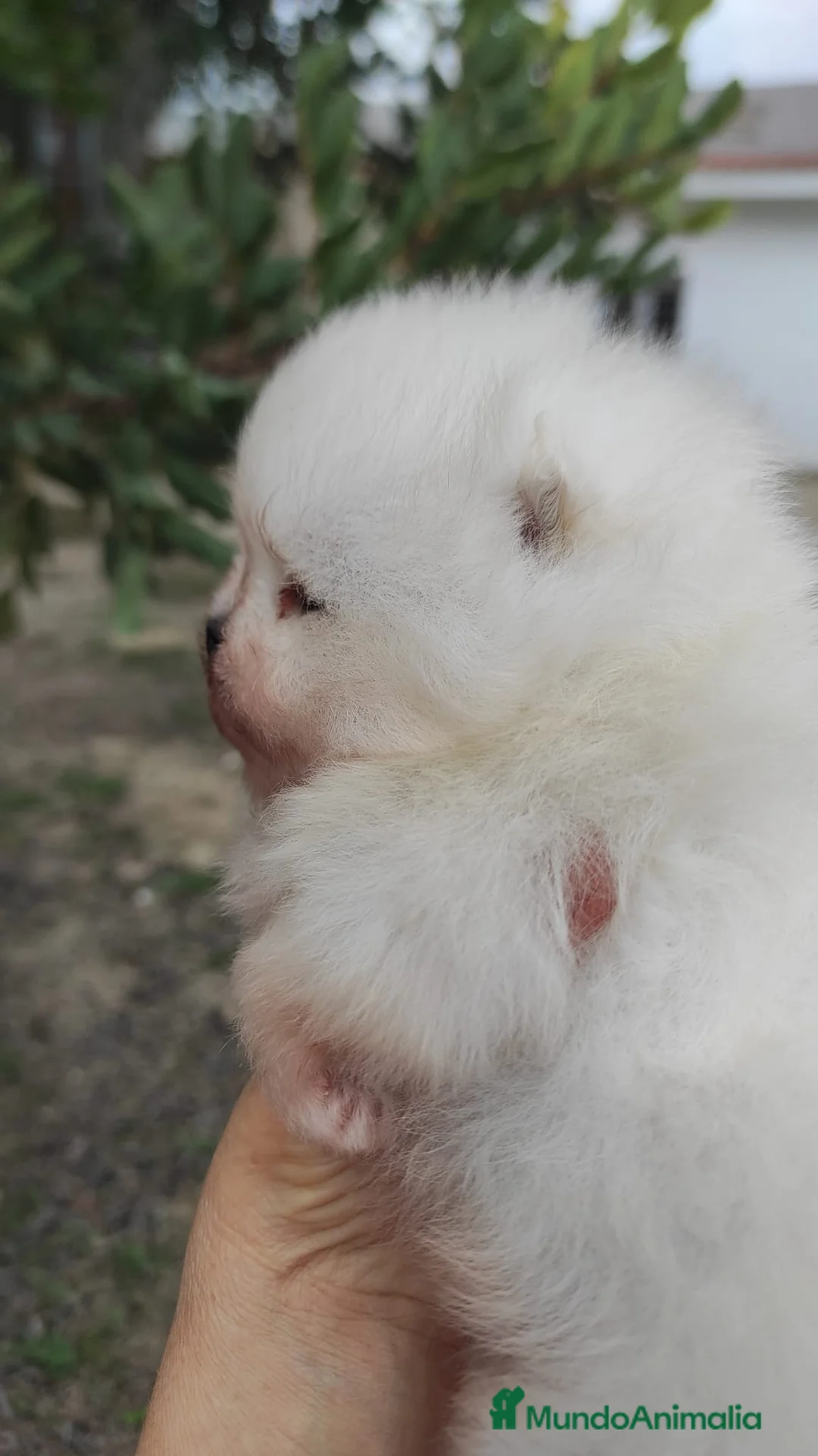 Pomerania perros en venta: Pomerania super chato - Anuncio 1