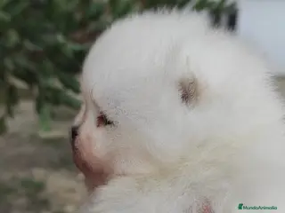 Pomerania perros Pomerania super chato - Anuncio 2