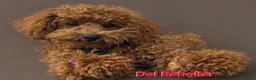 Caniche Toy perros en venta: Caniches Toy - Anuncio 3