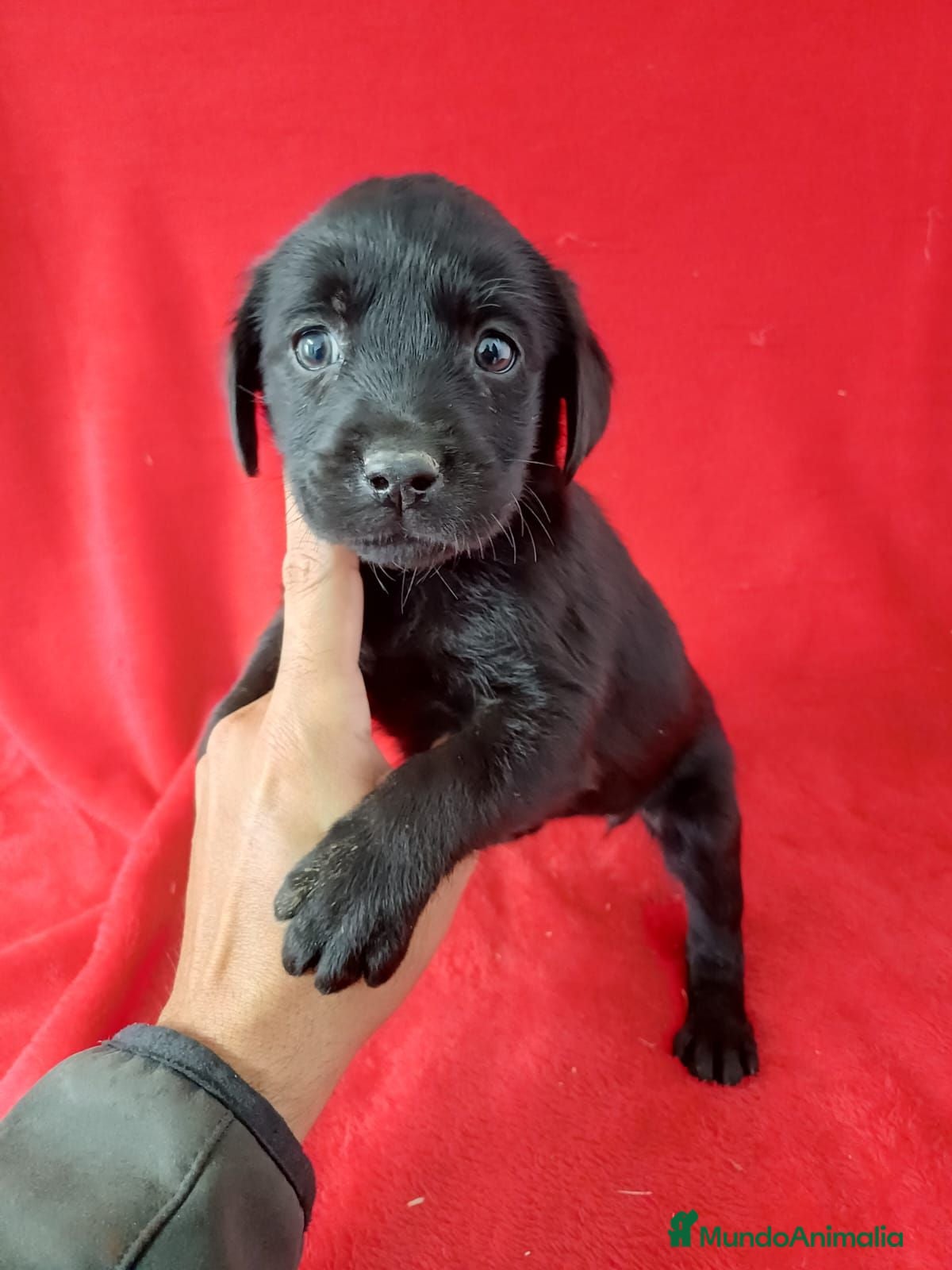 Labrador Retriever perros Labrador Retriever Negro  - Anuncio 1