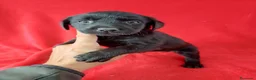 Labrador Retriever perros en venta: Labrador Retriever Negro  - Anuncio 1