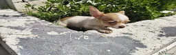 Chihuahua perros en venta: Chihuahua machos  - Anuncio 4