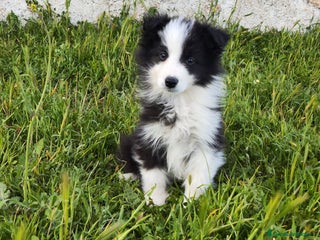 Border Collie perros en Madrid - Anuncio 14
