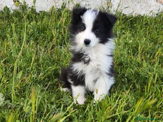 Border Collie perros BORDER COLLIE BICOLOR en Madrid - Anuncio 18