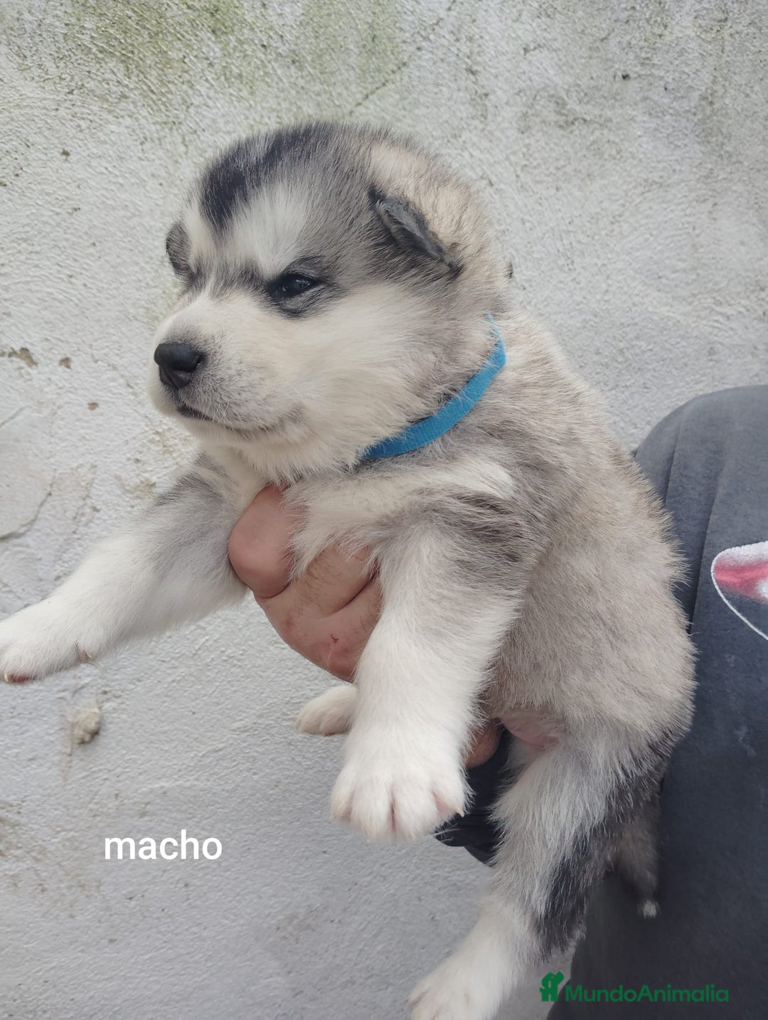 Alaskan Malamute perros en venta: CAMADA DE ALASKAN MALAMUTE - Anuncio 4