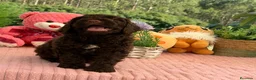 Perro de Agua Español perros en venta: Perros de agua chocolate  - Anuncio 3