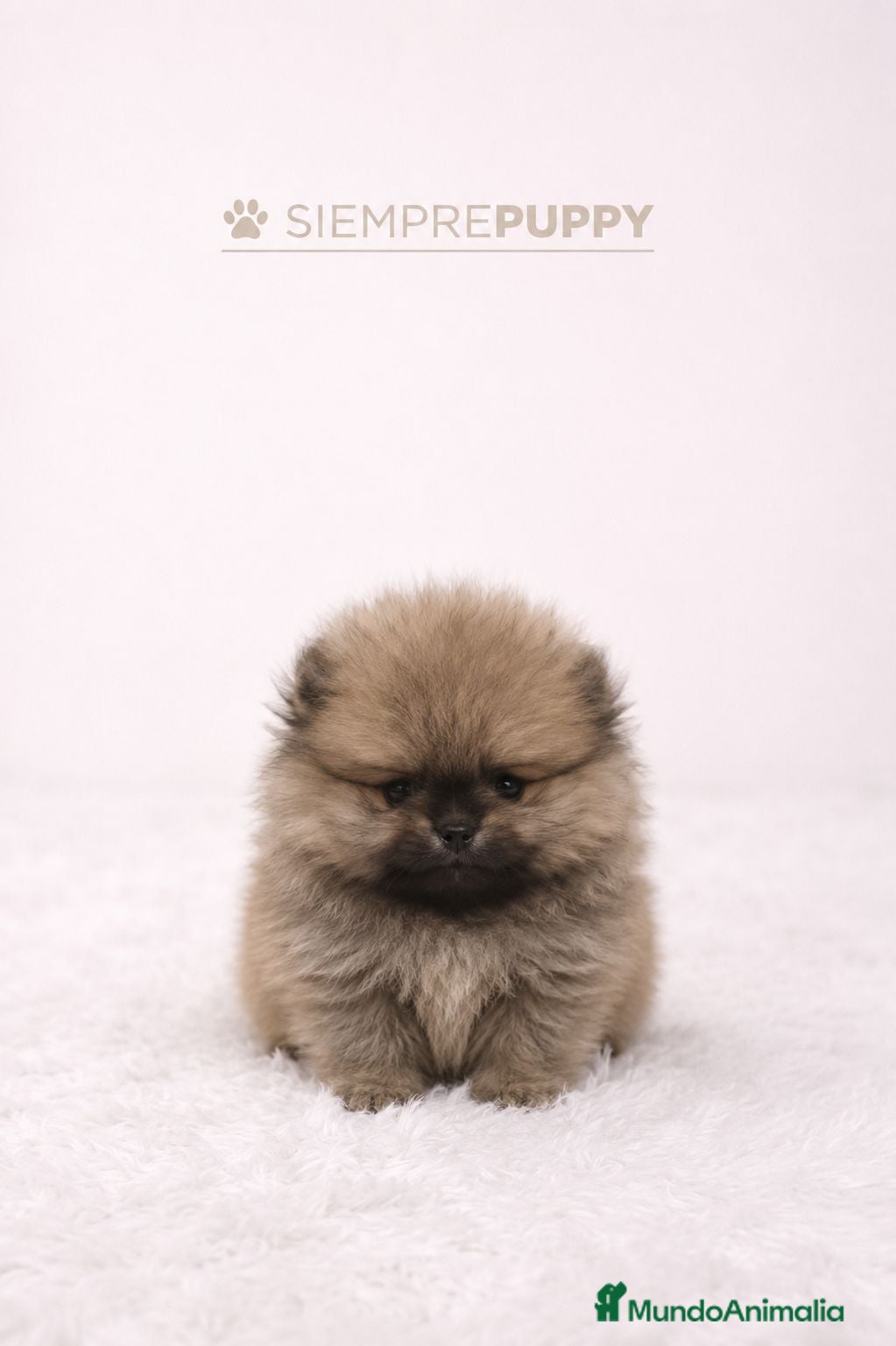 Pomerania perros POMERANIA MINI TOY SABLE - Anuncio 1