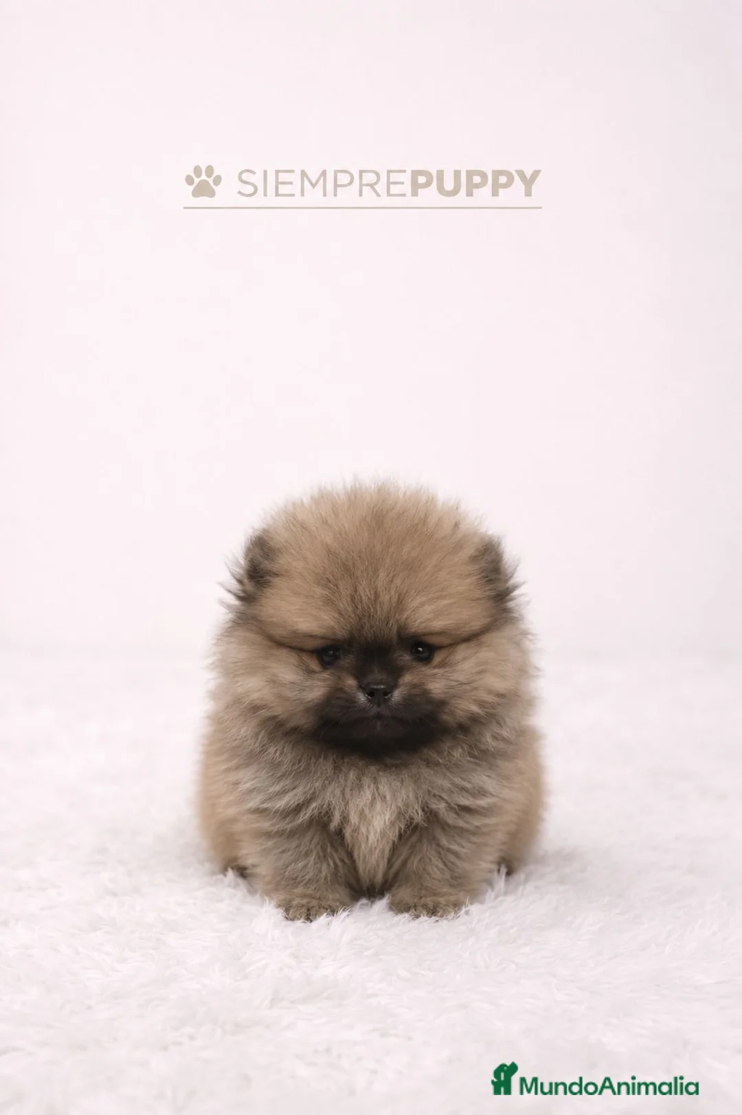 Pomerania perros en venta: POMERANIA MINI TOY SABLE - Anuncio 1
