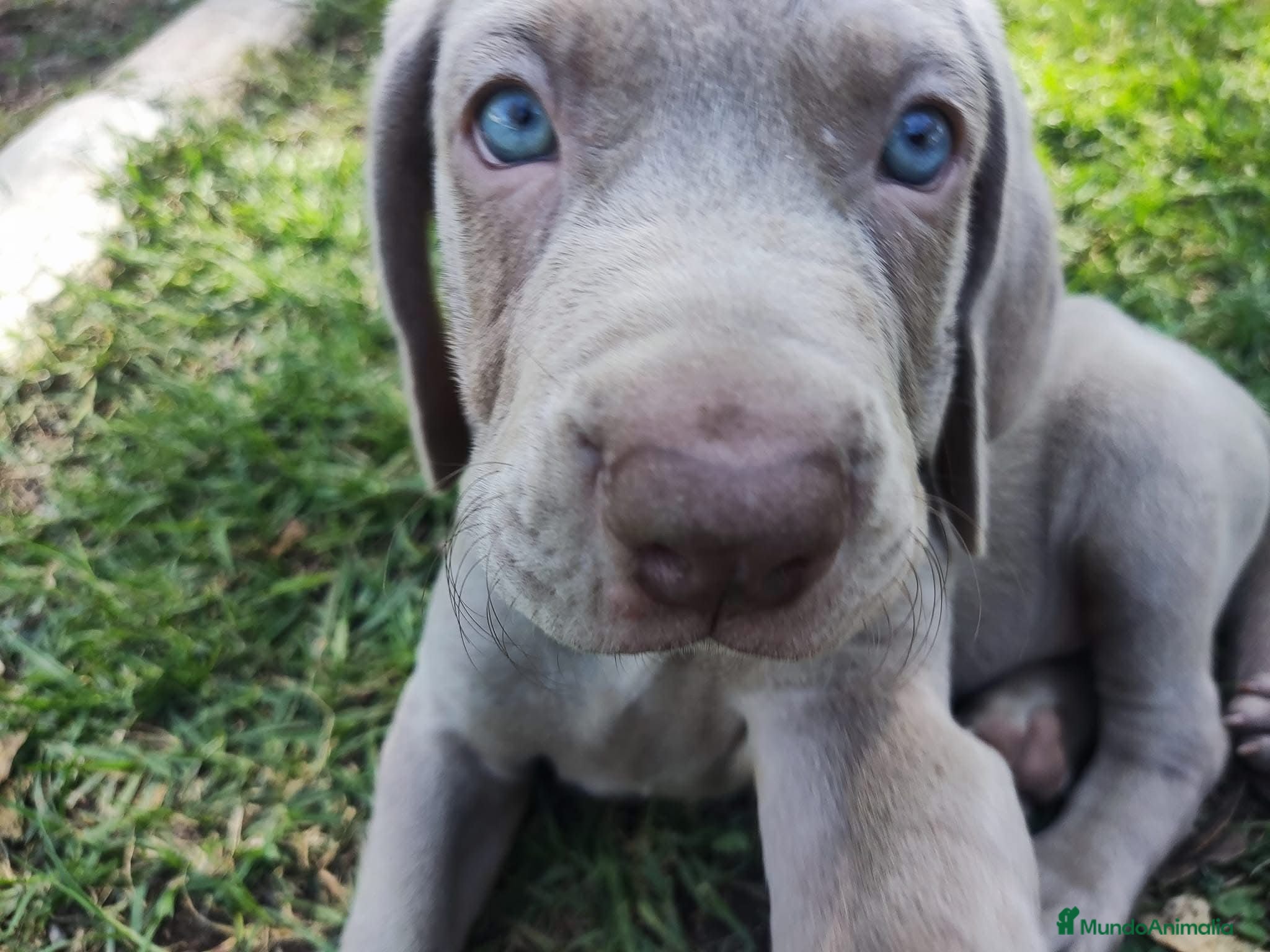 Weimaraner perros BRACO WEIMAR - Anuncio 1