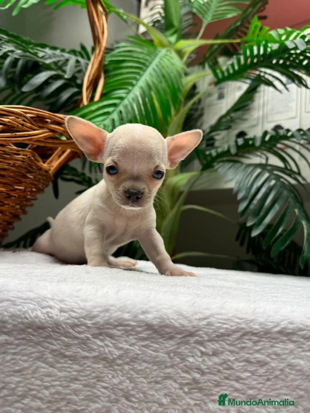 Chihuahua perros en venta: CHIHUAHUA-OJOS AZULES - Anuncio 23