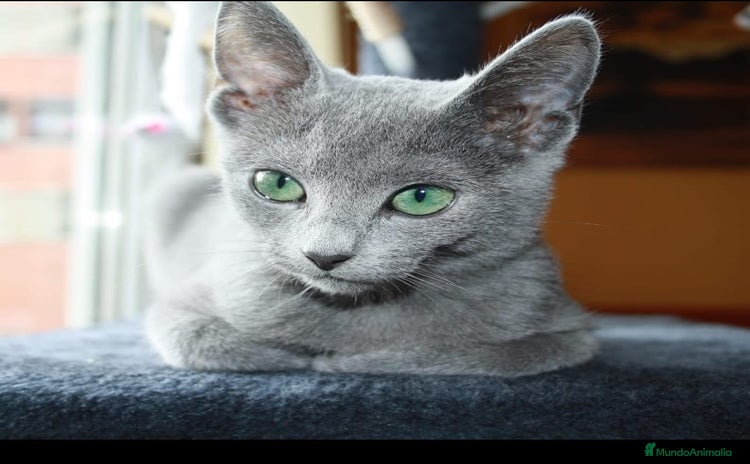 Azul Ruso gatos - Propaganda 2