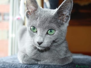 Azul Ruso gatos - Anuncio 1
