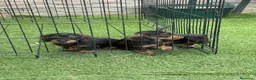 Teckel Miniatura perros en venta: Cachorros teckel mini pelo duro  - Anuncio 5