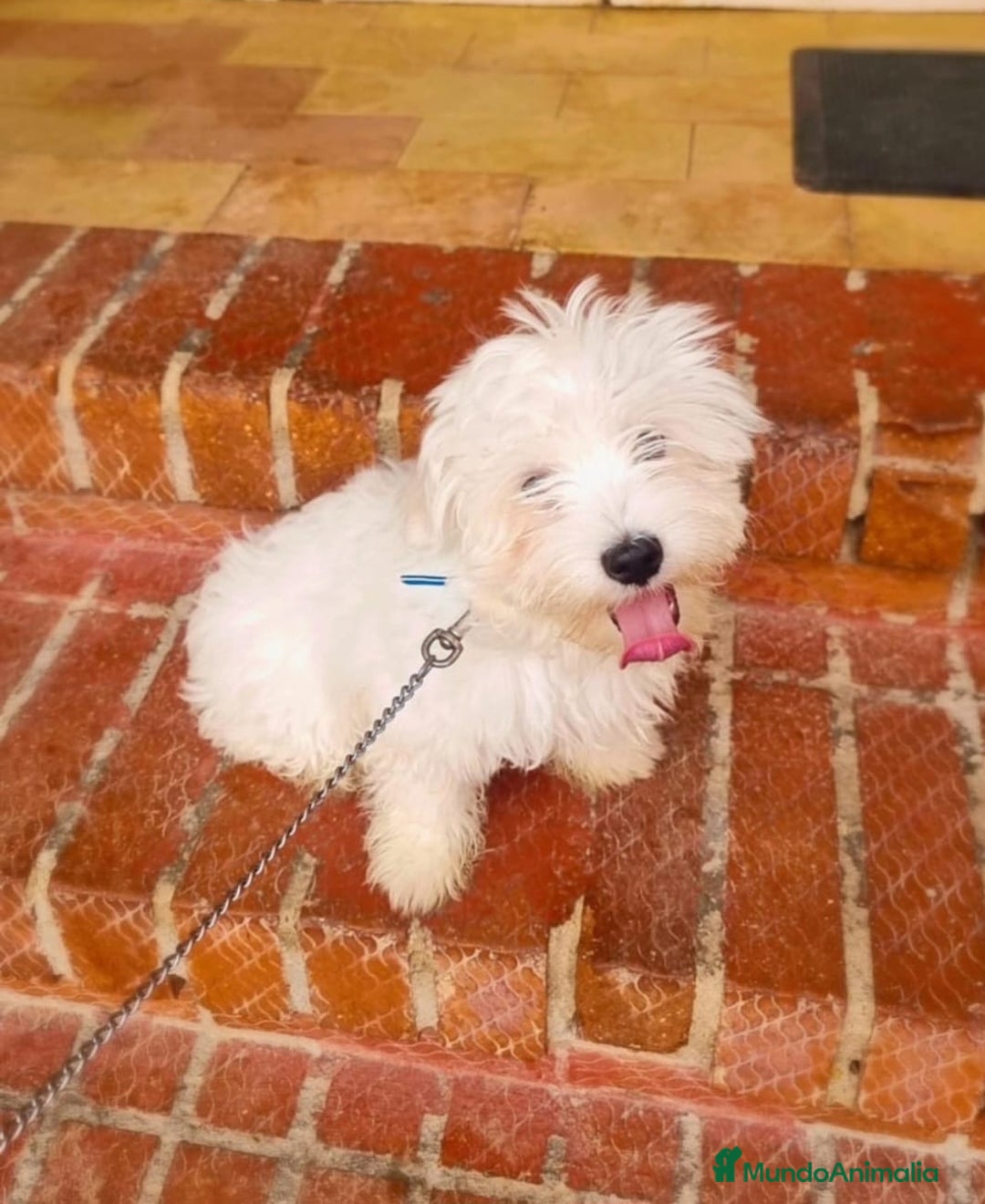 Bichón Maltés perros en venta: Excelente camada disponible!  - Imagen 4