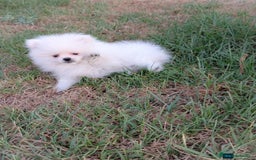 Pomerania perros en venta: Pomerania blanco  - Imagen 4