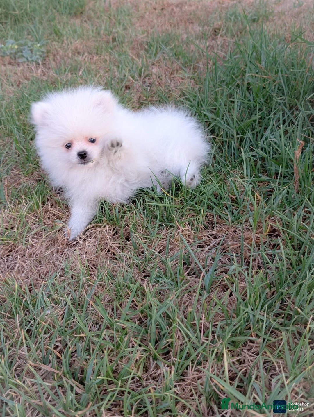Pomerania perros en venta: Pomerania blanco  - Imagen 4