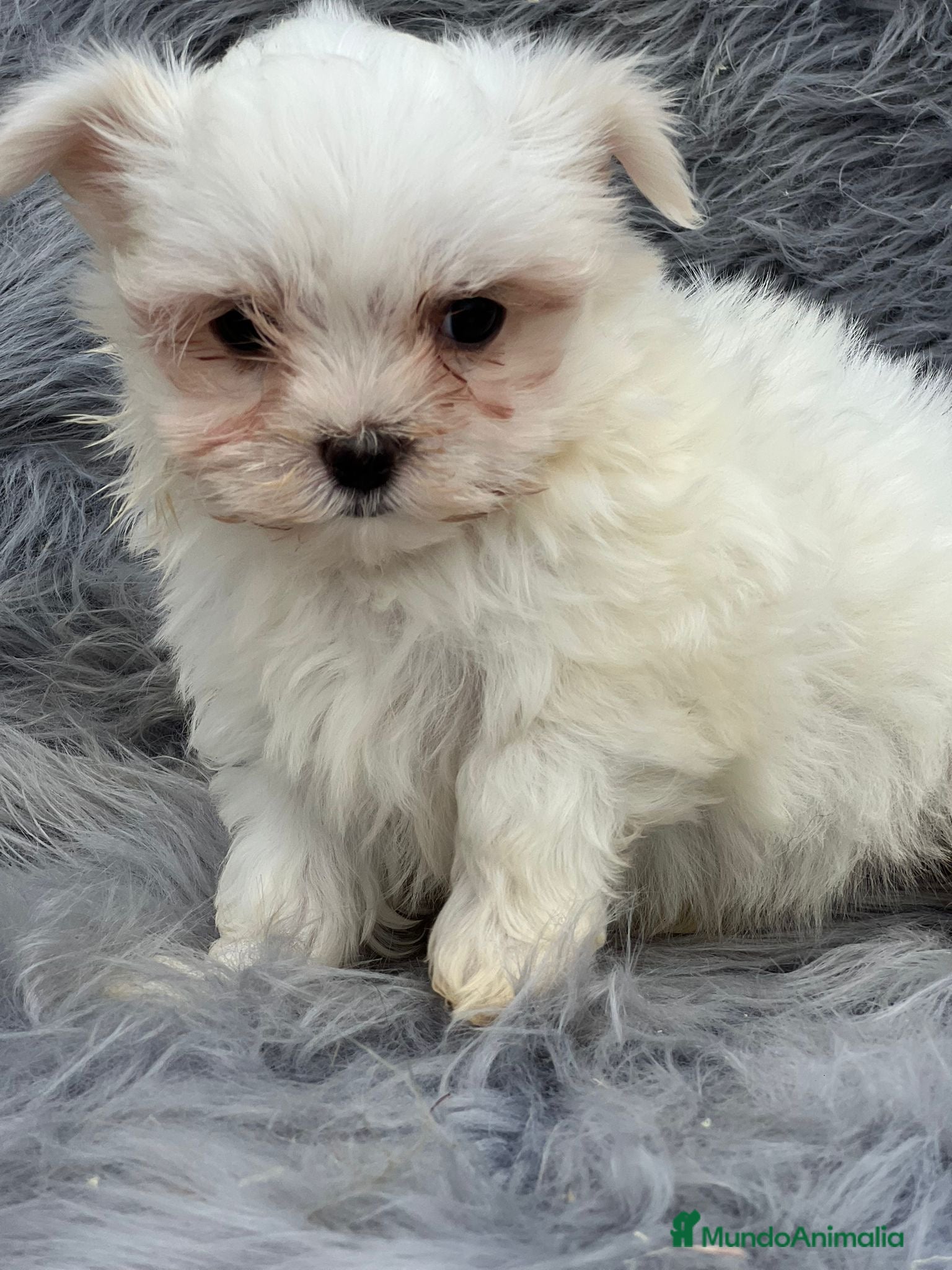 Bichón Maltés perros MALTESITO MINI TOY en Barcelona - Anuncio 2