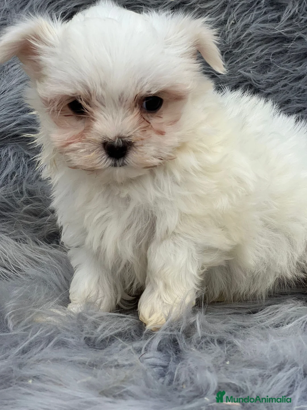 Bichón Maltés perros en venta: MALTESITO MINI TOY en Barcelona - Anuncio 2